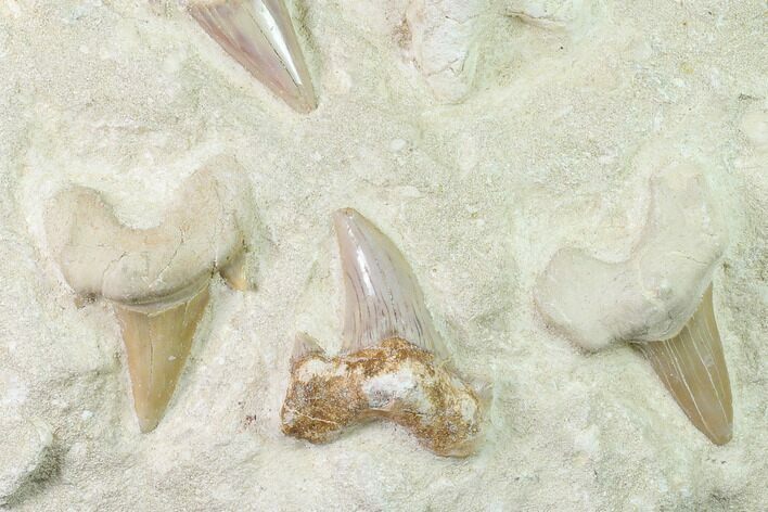 Fossil Mackeral Shark (Otodus) Teeth - Composite Plate #138516
